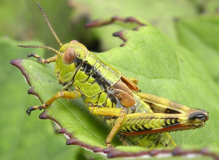 Acrididae: Miramella (Kisella) sp.